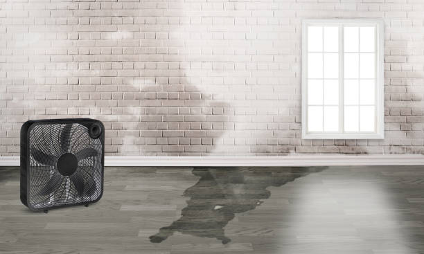 Best Professional water damage repair  in Kent, WA